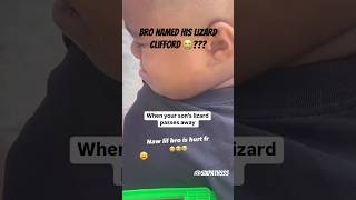 When Your Lizard Passes Away 😔 rip shortsfeed lizard shortsviral shortsfunny funnyshorts [upl. by Somisareg]