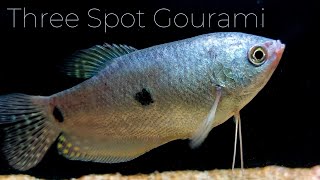 Three Spot Gouramis An Introduction to These Beautiful Fish Trichopodus trichopterus [upl. by Searle]