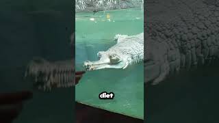 Gharial Crocodile crocodile gharial facts wildanimals [upl. by Eirret]