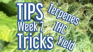 Cannabis Late Flowering  Tips amp Tricks to Maximize Terpenes THC and Yields Jake Grentree [upl. by Eekaz370]