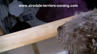 Airedale Terrier Puppy Meets His Dad  Oorang Airedales [upl. by Byrn]