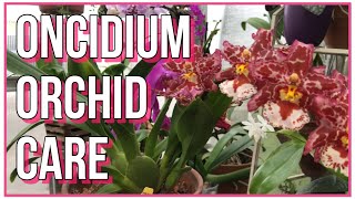 How To Care For Oncidium Orchids Orchid Care For Beginners [upl. by Edrahs]