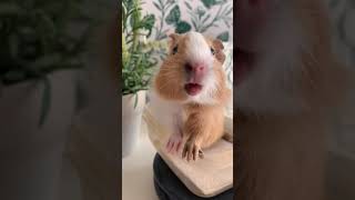 Guinea pig noise compilation real Thepiggypotatoes [upl. by Angi]