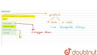 Insulin has two polypeptide chains These polypeptide chains are held together by  11  BIOMOL [upl. by Ilarin]