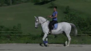 BITLESS DRESSAGE  WORK UNDER SADDLE [upl. by Ayekin927]