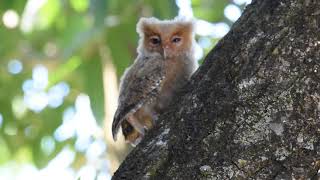 Philippine scops owl [upl. by Ferro]