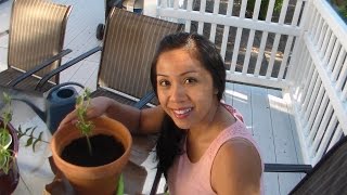 How to Propagate Herbs from Cuttings Oregano Mint Thai Basil Lemon Balm [upl. by Files81]