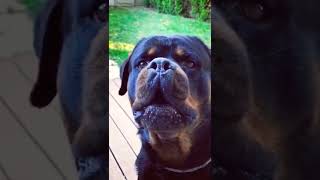 Huge Male Rottweiler Barking On Command [upl. by Drislane736]