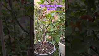 Post Pruning Growth in Roses After 3 Weeks garden gulab rose pruning [upl. by Flosser345]