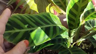 Calathea winter care  How to save calathea plant in winter gardening plantlover indoorplant [upl. by Savage]