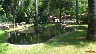 Brazil  Foz do IguacuParque das Aves Bird Park part 1  South America Part 19Travel Video HD [upl. by Ydderf]