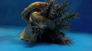 Pacific triton hunts and eats crownofthorns starfish [upl. by Dion]