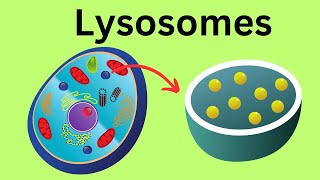 Lysosomes Parts of the Cell [upl. by Barabbas955]