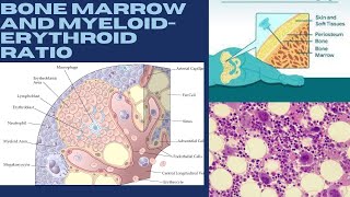 3 Bone Marrow and Myeloid Erythroid Ratio 1 [upl. by Romona]