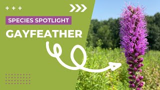 Species Spotlight  Gayfeather Liatris pycnostachya [upl. by Yraek411]