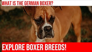 Explore the Differences Between Boxer Breeds and Varieties [upl. by Aisaim]