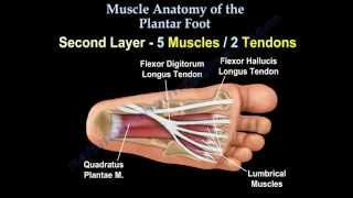 Muscle Anatomy Of The Plantar Foot  Everything You Need To Know  Dr Nabil Ebraheim [upl. by Arraik]