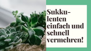 Sukkulenten einfach und schnell vermehren [upl. by Paul]