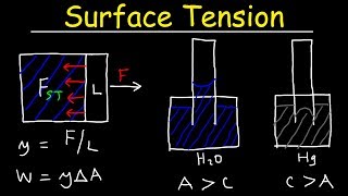 Surface Tension of Water Capillary Action Cohesive and Adhesive Forces  Work amp Potential Energy [upl. by Samal]