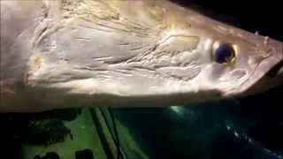 Arapaima feeding at Newport Aquarium [upl. by Edny]