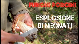 Funghi Porcini  Esplosione di Neonati [upl. by Leiva402]