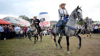 😍 CABALLOS BAILADORES EN LA CABALGATA SURUTATO [upl. by Laram]