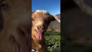 pleasesubscribemychannel goat babylamb animals littlegoat lambs [upl. by Iliram]