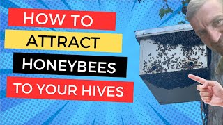 How we bait and place bee hives to attract hundreds of swarms every year [upl. by Evalyn]