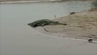 Gharial Gavialis Gangeticus Gavial amp Fish eating Crocodile [upl. by Akirdnuhs]