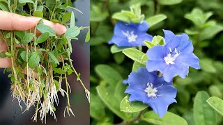 How to Propagate and Grow Blue Daze flowers in Water to Decor Home and Office [upl. by Lutim]