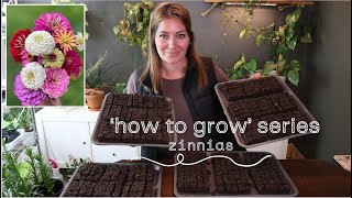 How to Grow Series  Zinnias [upl. by Sergio]