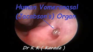 Human Vomeronasal Jacobson’s Organ  Pheromone receptor amp Stimulating effect [upl. by Nuriel]