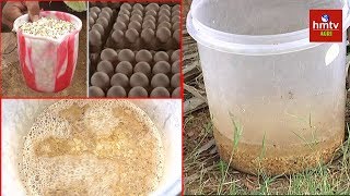 Eggshell And Vinegar Fertilizer Making  Natural Fertilizers  hmtv Agri [upl. by Ocirema264]