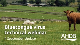 Bluetongue Virus – 4th September Update  AHDB Webinar [upl. by Mariand]