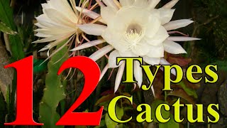 Cactus Plants  12 Types of Cactus you can Grow at Home [upl. by Cohligan574]