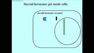 226 Steroid Hormones Regulate Gene Transcription [upl. by Nirak760]