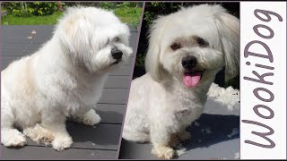 From Fuzzy to Fabulous Wookis SUPER Cute Wow Cut Transformation Unveiled 💖✂️ [upl. by Kumar]