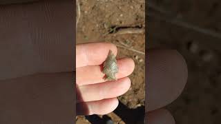 Projectile Point  Arrowhead  Bird Point arrowhead oklahoma outdoors [upl. by Gillian]