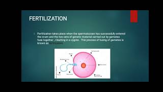 Zygote and embryonic development [upl. by Nirred]