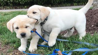 Funniest amp Cutest Labrador Puppies 2  Funny Puppy Videos 2020 [upl. by Aimit]