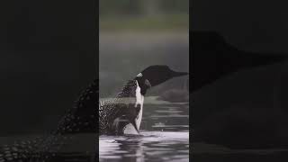 Young Common Loon baby flapping his wings unseenuniverse [upl. by Amati]