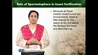 Role of Spermatophore in insect fertilization  Animal Diversity Invertebrates  ZOO512TTopic197 [upl. by Arly]