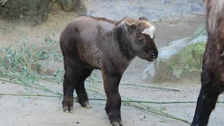 Mishmitakin kalfjes  Mishmi takin calves  ZOO Antwerpen [upl. by Wsan]