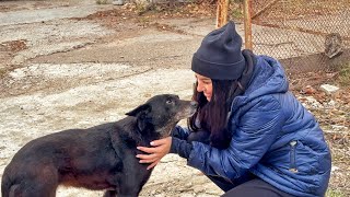 Stray Dog Didn’t Trust Anyome Until He Met this Woman [upl. by Ekusoyr957]