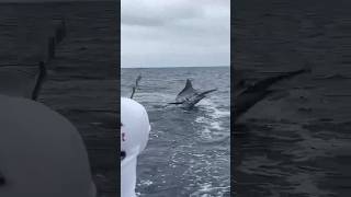 Huge marlin released off Salinas [upl. by Dilaw425]