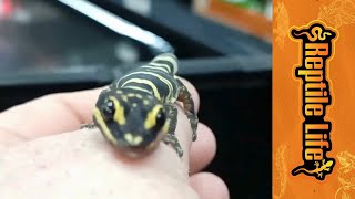 Marbled Gecko For Sale Adelaide  Reptile Life [upl. by Palmore895]