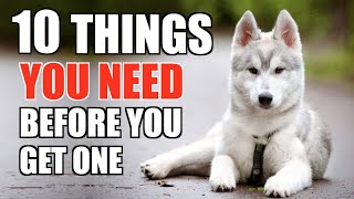 10 Things YOU NEED TO HAVE When You Get A Husky Puppy UPDATED GUIDE FOR BEGINNERS [upl. by Ancalin251]