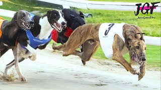 Greyhound Dog Racing  Track Race 320m [upl. by Nnaira]