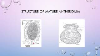 Marchantia Structure of Antheridiophore  Dr Kusum Changeriwal [upl. by Ecienahs]