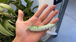 Nature’s White Noise Attacus Atlas Larvae Feeding [upl. by Ahsimrac]